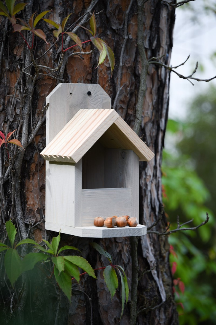 Squirrel houses