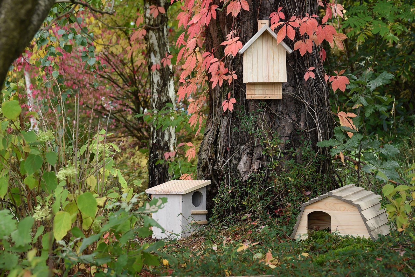 Houses and feeders for squirrels, hedgehogs and bats
